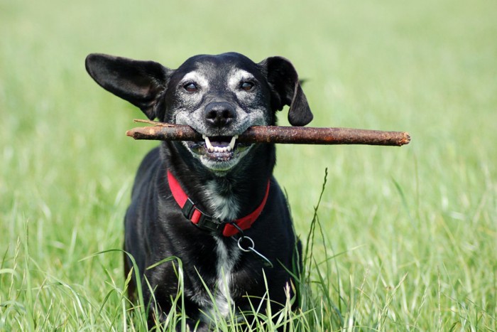 枝を咥えているシニア犬