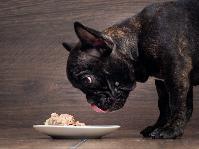 フードを食べている黒い犬