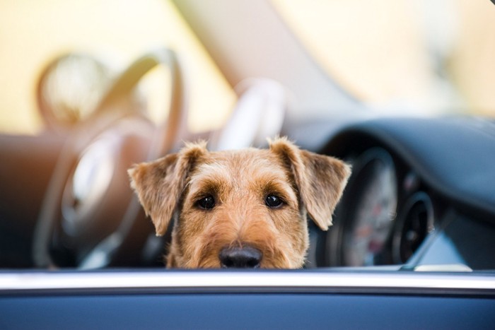 車内の犬