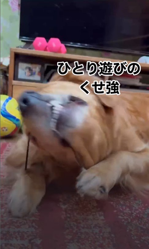 ヘアゴムで遊ぶつくしちゃん4