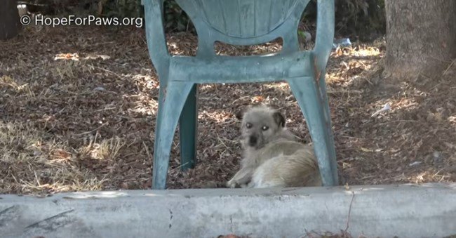 椅子の下に横になる犬