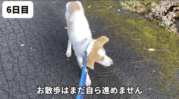 立ち止まる犬