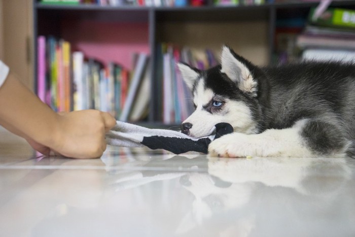 靴下で遊ぶハスキーの子犬