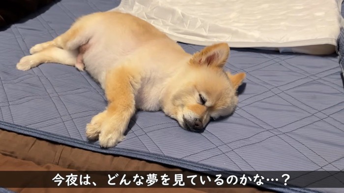 幸せそうな寝顔♪