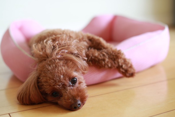 ベッドで寝ている犬