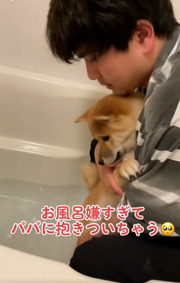 湯船を見るまろ君