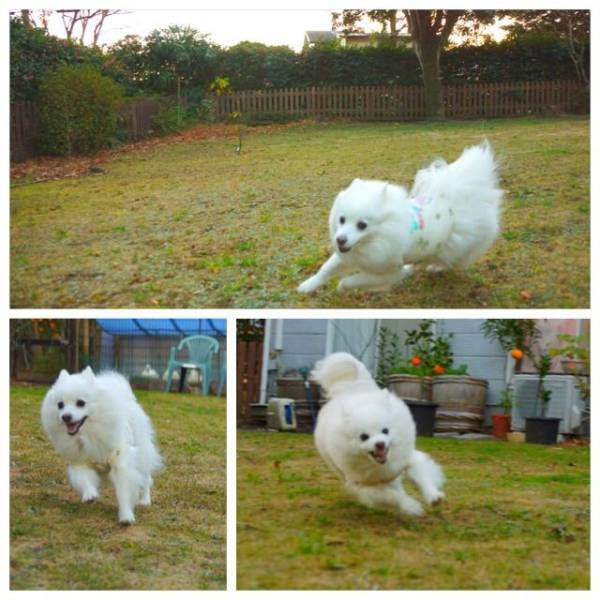 ドッグランで走る犬