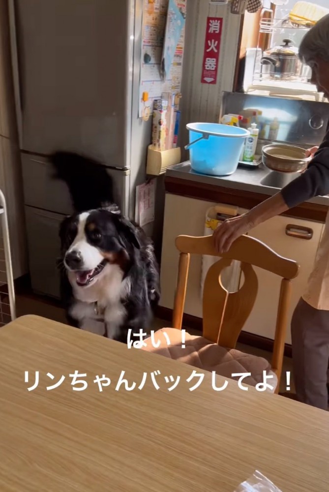 後ろに退く犬