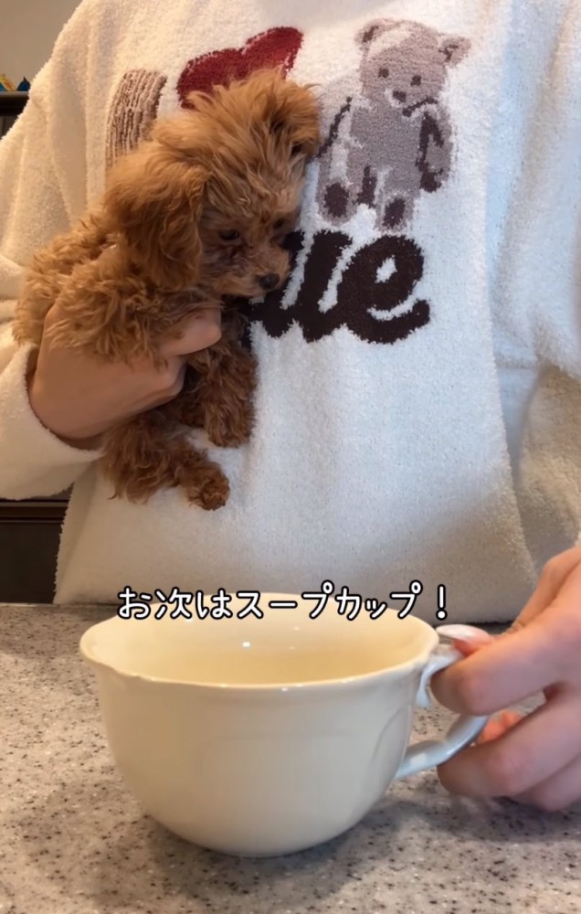 スープカップと犬