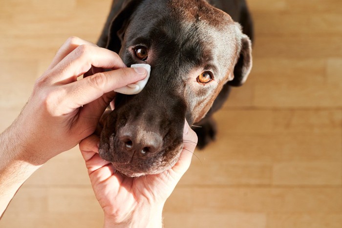 目の下を拭かれている犬