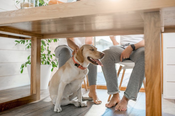 テーブルの下で笑顔の犬