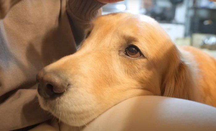 人の膝に顔を乗せる犬