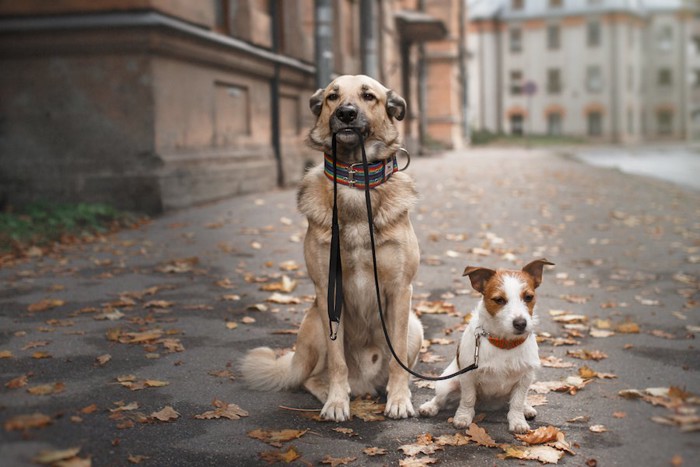 並んで座ったジャックラッセルテリアのリードをくわえる犬