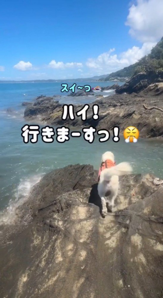 立ち上がって水面に近づく犬