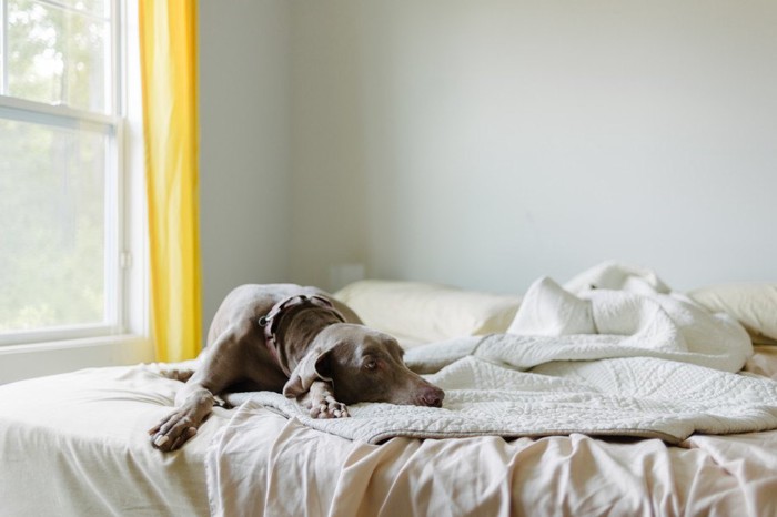 ベッドで寛ぐ、グレーの垂れ耳の犬