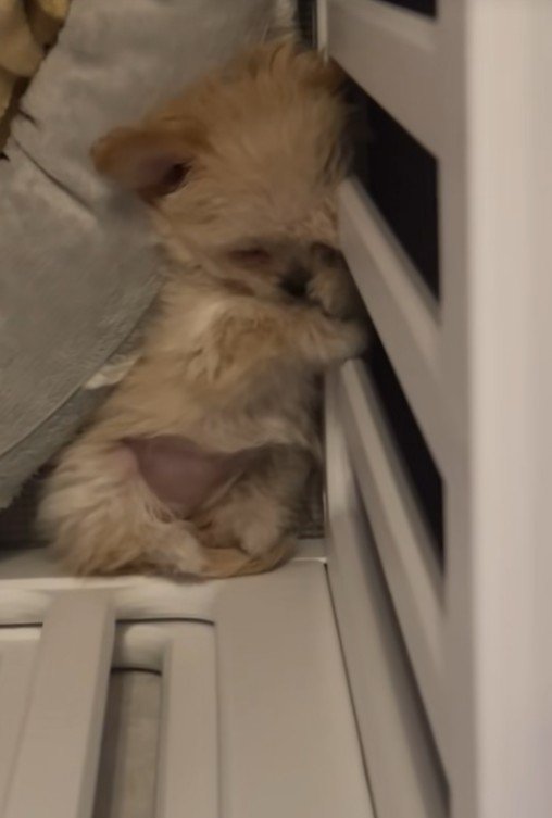 ブランちゃんの寝姿4