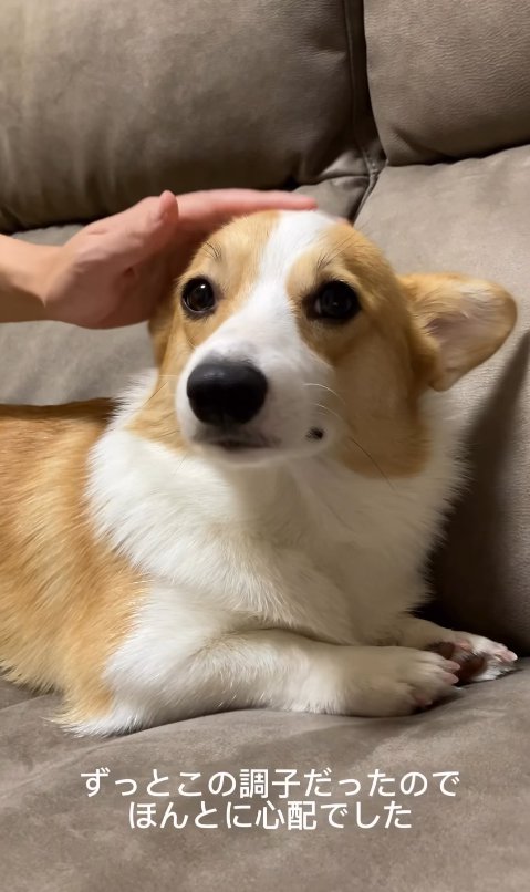 元気がないコーギー