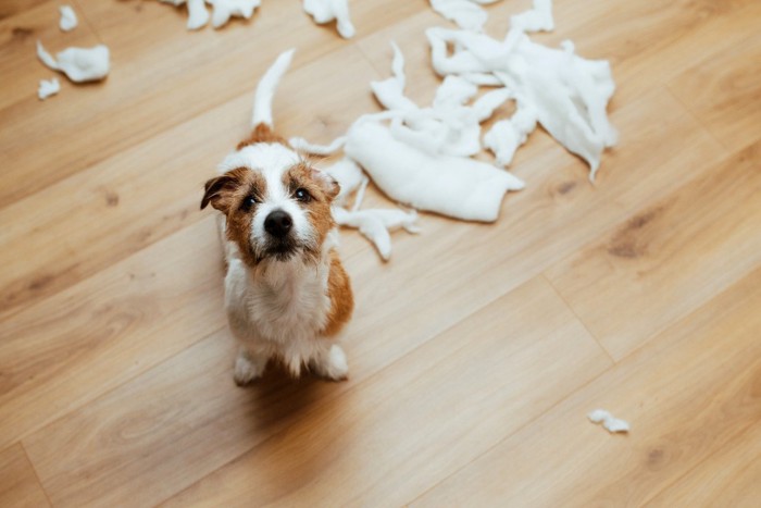 見上げる犬、白い破壊されたもの