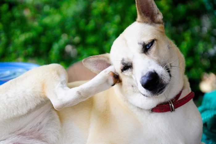 耳を掻く犬