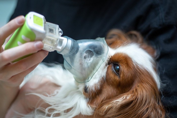 酸素吸入をする犬