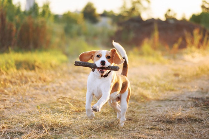 枝をくわえて走る犬