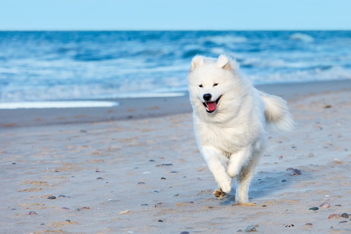 浜辺を走る犬