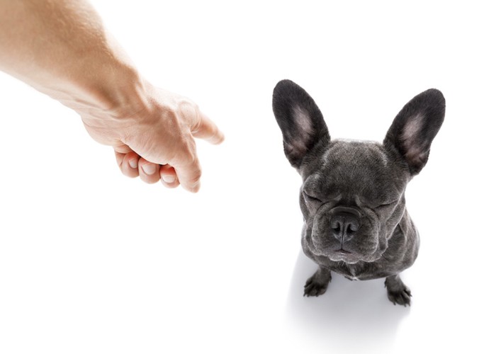 叱られて目を瞑る黒い犬