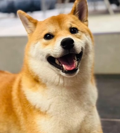 笑顔の柴犬