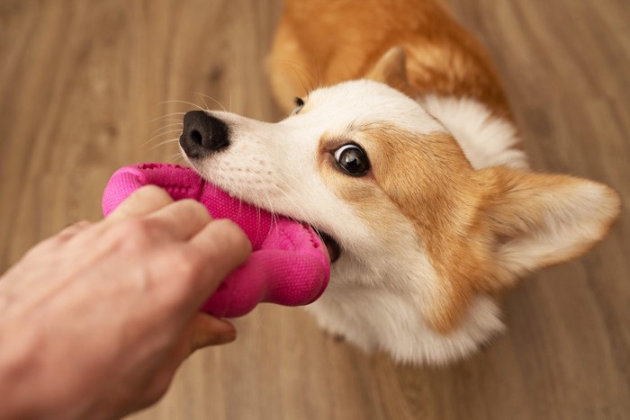 おもちゃを引っ張る犬