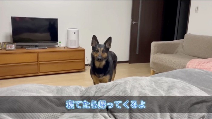 ベッド付近に来て女性を見つめる犬