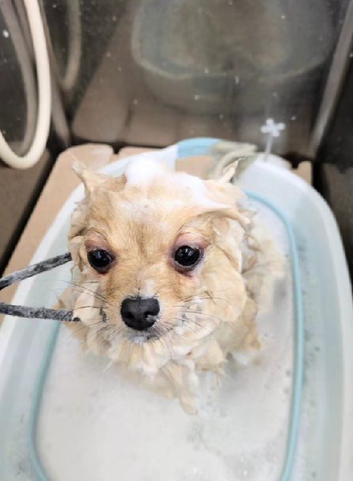 全身泡だらけでしょんぼり