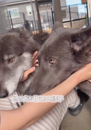 割り込むウルフドッグ