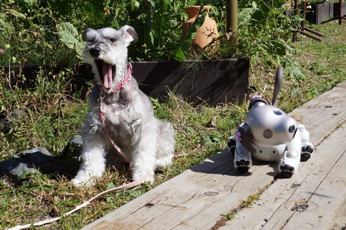 あくびをするシュナとAIBO