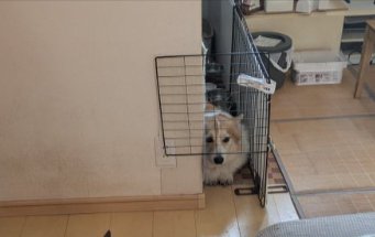 コーギー