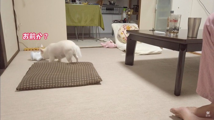 オナラをしてしまったコハクくん6