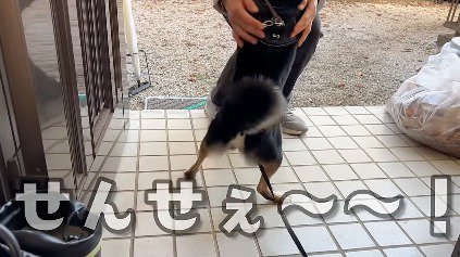 客人の足に飛びつく犬