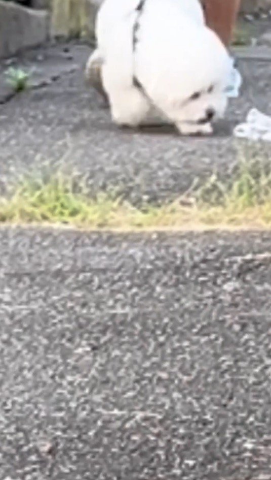 男性のハンカチに顔を近づける犬