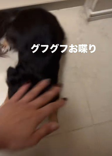 グフグフおしゃべり