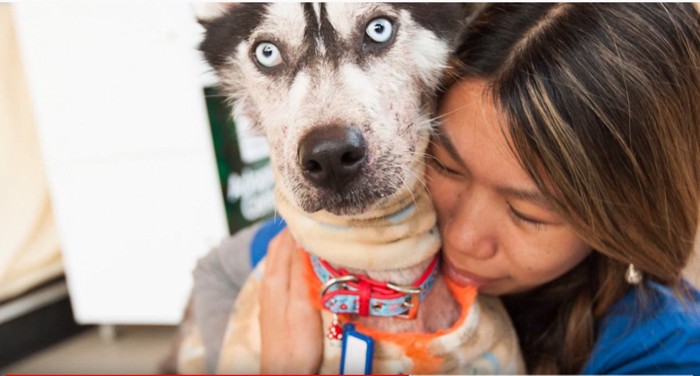 ハスキー犬を抱きしめる女性