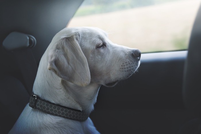 車の乗る犬