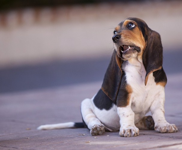 別の方向を見る犬