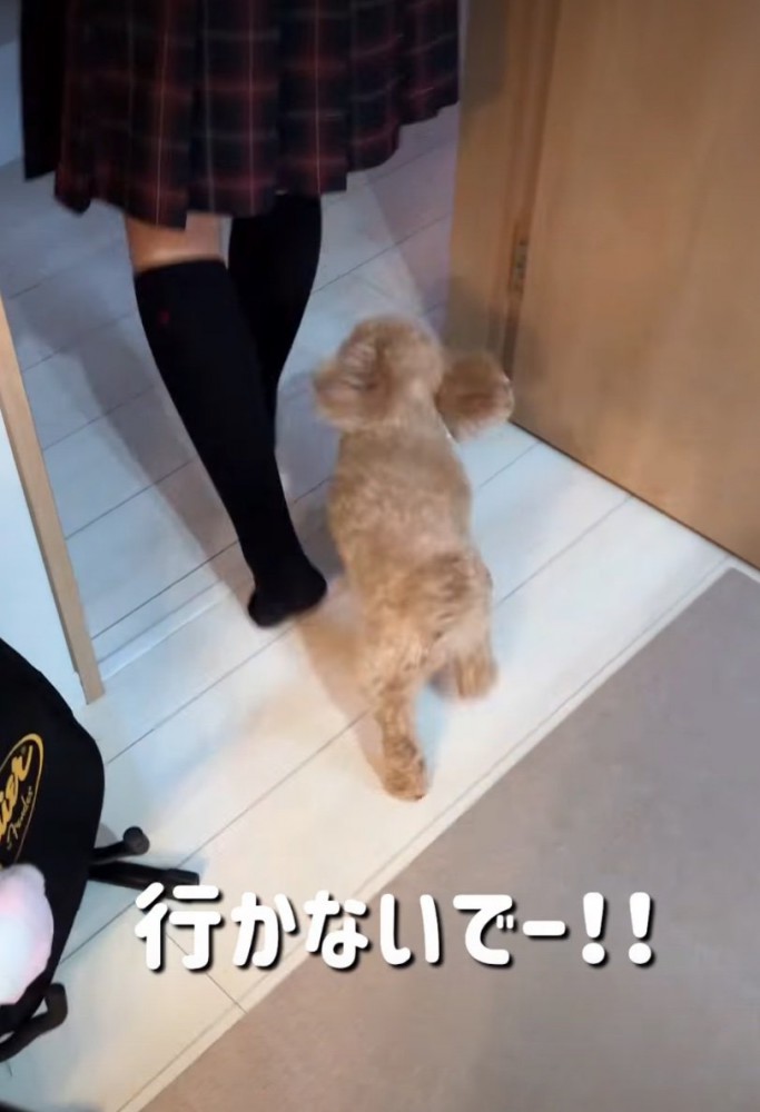 追いかける犬2