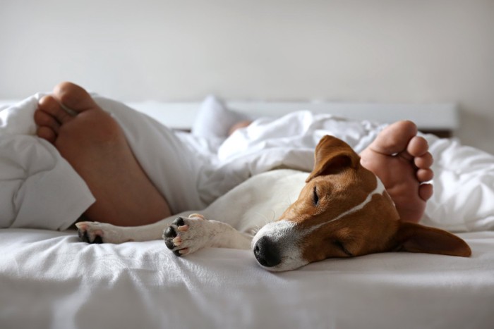 飼い主の足下で眠る犬