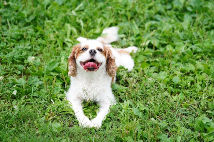 芝生でふせる犬