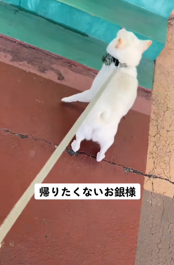 どうしても戻りたい銀くん