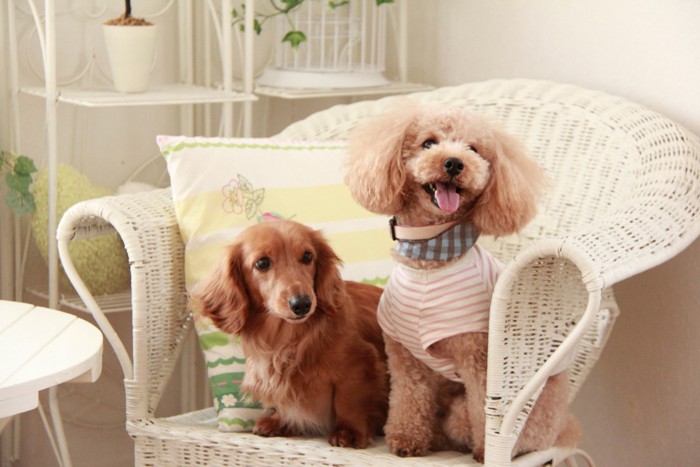 並んで椅子に座っているダックスとプードル