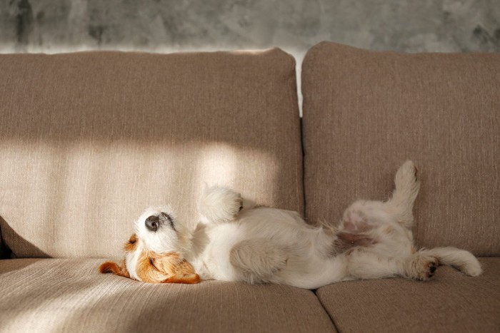 ソファーで仰向けに寝る犬