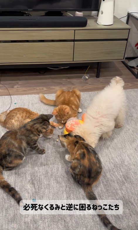 配給係をするくるみちゃん7