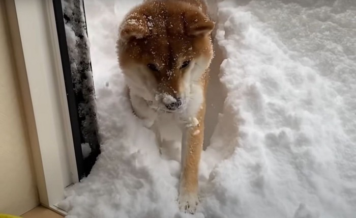 部屋に入る犬