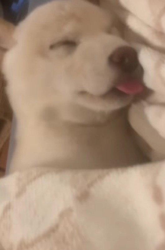 「ギイイイイ」